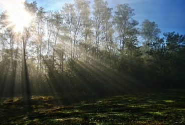Die beste Tageszeit zum Laufen – morgens vs. abends